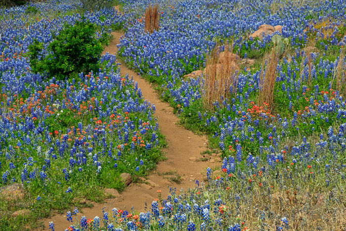 Biophilic;Bloom;Blossom;Blossoms;Blue;Botanical;Brown;Calm;Cool Colors;Cool Palette;Cool Tones;Flora;Floral;Flower;Floweret;Flowering;Flowers;Flowers & Plants;Green;Greens;Healing;Health care;Healthcare;Hiking Trail;Indian Paintbrush;Leaf;Nature;Pastoral;Path;Pathway;Petal;Plant;Sunlight;Sunshine;Tan;Texas;Texas Bluebonnet;United States;Walkway;Wildflower;biophilic design;biophilic interior design;bloom;botanicals;color;flora;floral;flower;green;landscape;leaves;oneness;peaceful;plants;restful;serene;soothing;sunlit;trail;tranquil;wildflower